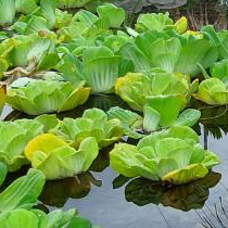 Plantas acuaticas